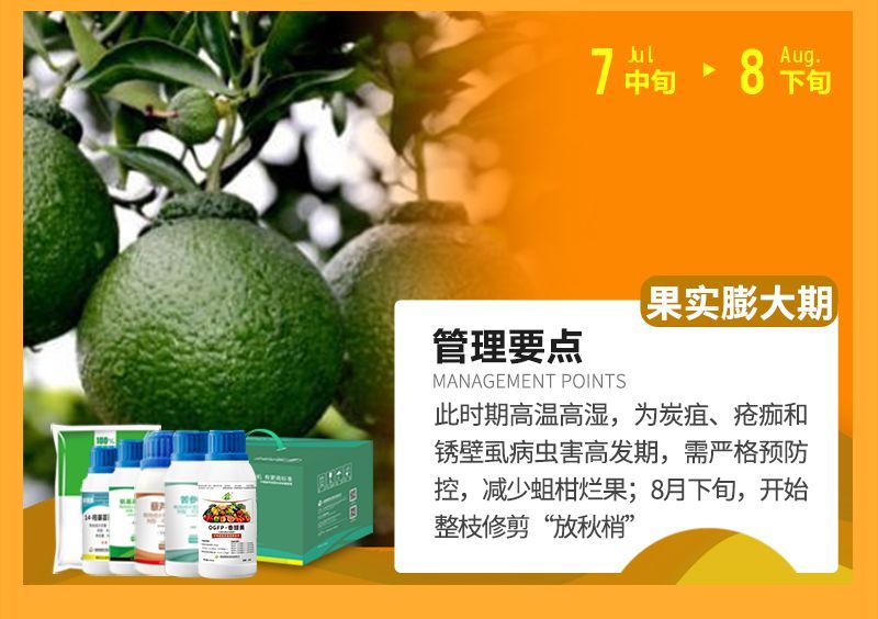 此時(shí)期高溫高濕，為炭疽、瘡癡和銹壁虱病蟲害高發(fā)期，需嚴(yán)格預(yù)防控，減少蛆柑爛果;8月下旬，開始整枝修剪“放秋梢”
