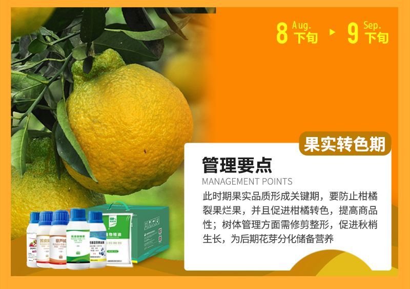 此時(shí)期果實(shí)品質(zhì)形成關(guān)鍵期，要防止柑橘裂果爛果，并且促進(jìn)柑橘轉(zhuǎn)色，提高商品性;樹體管理方面需修剪整形，促進(jìn)秋梢生長，為后期花芽分化儲(chǔ)備營養(yǎng)