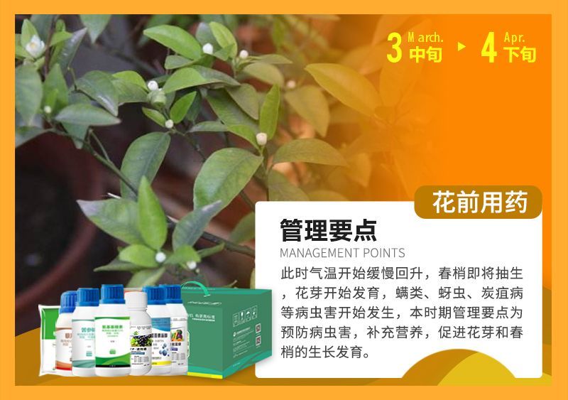此時氣溫開始緩慢回升，春梢即將抽生花芽開始發(fā)育，蠕類、蚜蟲、炭疽病等病蟲害開始發(fā)生，本時期管理要點為預(yù)防病蟲害，補充營養(yǎng)，促進花芽和春梢的生長發(fā)育。