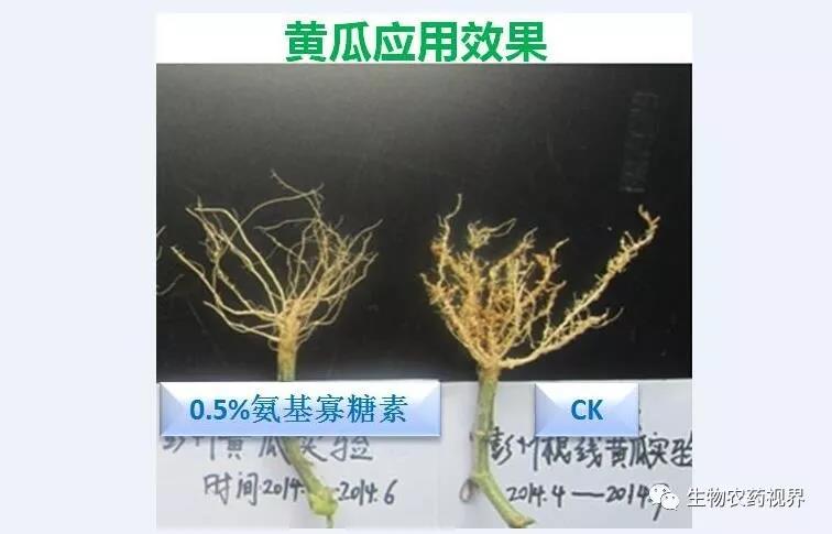 氨基寡糖素 - 植物的免疫衛(wèi)士，根結(jié)線蟲的克星