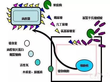 氨基寡糖素 - 植物的免疫衛(wèi)士，根結(jié)線蟲的克星