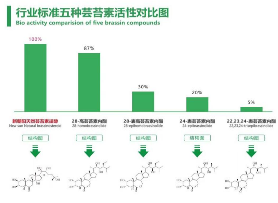 小麥拌種選新朝陽天然蕓苔素，讓小麥高產(chǎn)贏在起跑線上?。ㄐ←溤谑裁磿r(shí)候用蕓苔素效果最佳）